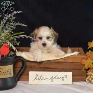 Chestnut, Teddy Bear Puppy