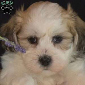Chestnut, Teddy Bear Puppy