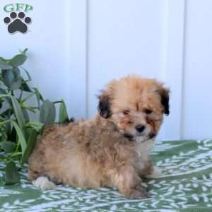 Chewie, Havanese Puppy