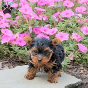 Chewie, Yorkie Puppy