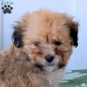 Chewie, Havanese Puppy