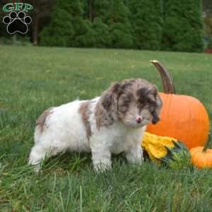 Chex, Cockapoo Puppy