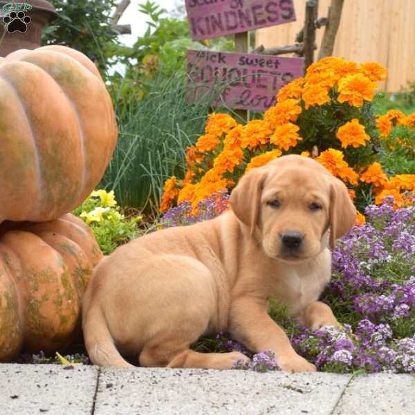 Chief, Yellow Labrador Retriever Puppy