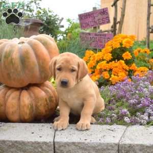 Chief, Yellow Labrador Retriever Puppy