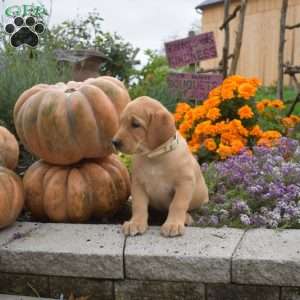 Chief, Yellow Labrador Retriever Puppy