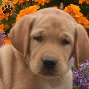 Chief, Yellow Labrador Retriever Puppy