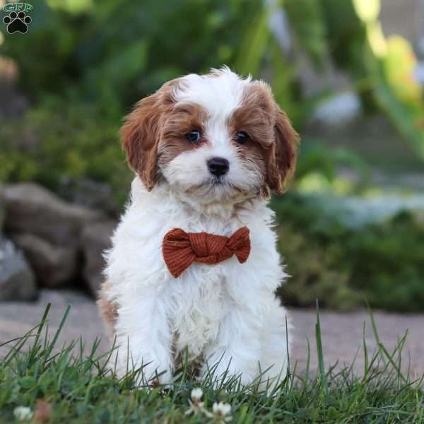 Chip, Cavapoo Puppy