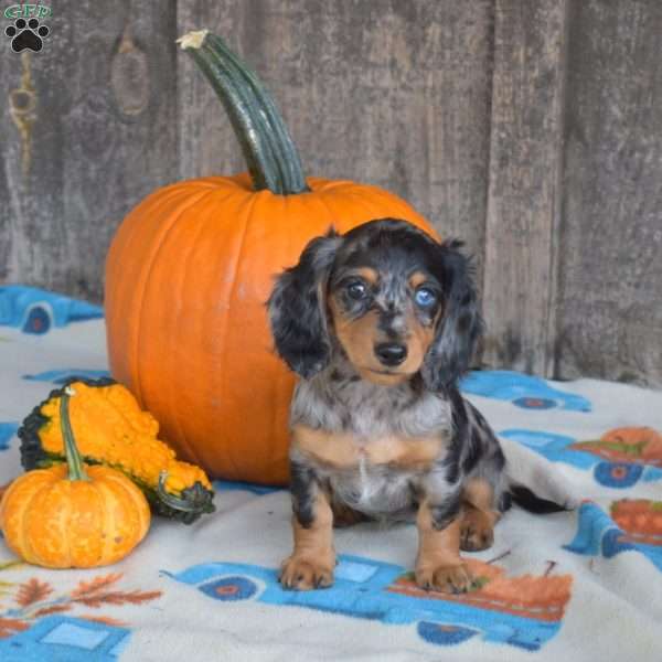 Chloe, Dachshund Puppy