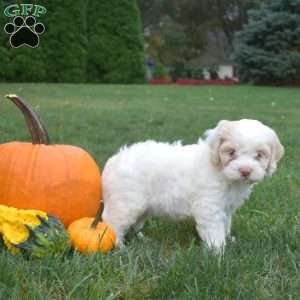Chloe, Cockapoo Puppy
