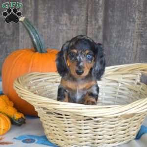 Chloe, Dachshund Puppy