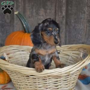 Chloe, Dachshund Puppy