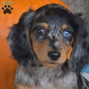 Chloe, Dachshund Puppy