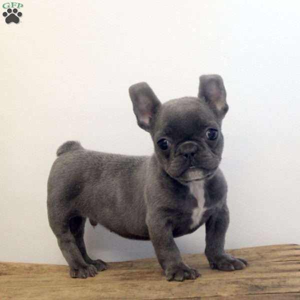 Chuck, French Bulldog Puppy