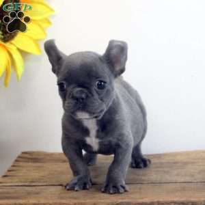 Chuck, French Bulldog Puppy