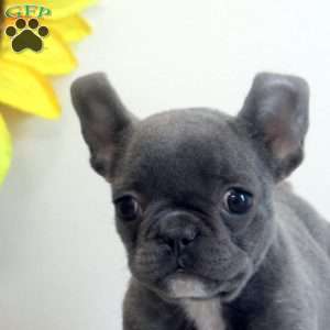 Chuck, French Bulldog Puppy