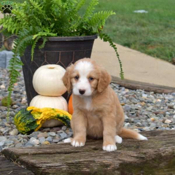Cider, Mini Bernedoodle Puppy