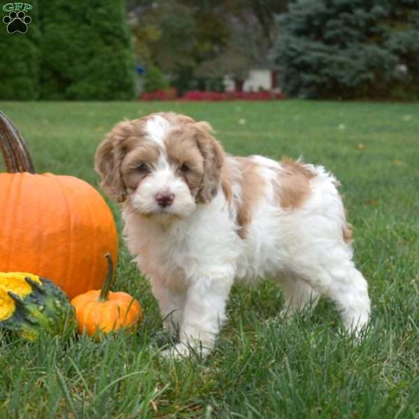 Cider, Cockapoo Puppy