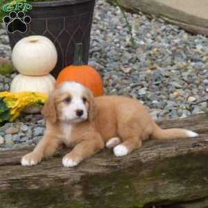 Cider, Mini Bernedoodle Puppy