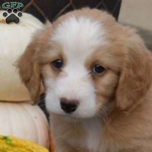 Cider, Mini Bernedoodle Puppy