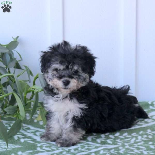 Cinder, Havanese Puppy