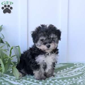 Cinder, Havanese Puppy