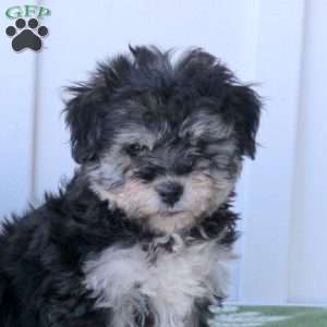 Cinder, Havanese Puppy