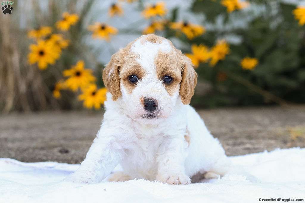 Cindy F1B - Cavapoo Puppy For Sale in Pennsylvania