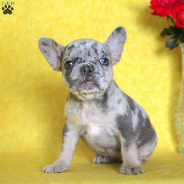 Claire, French Bulldog Puppy