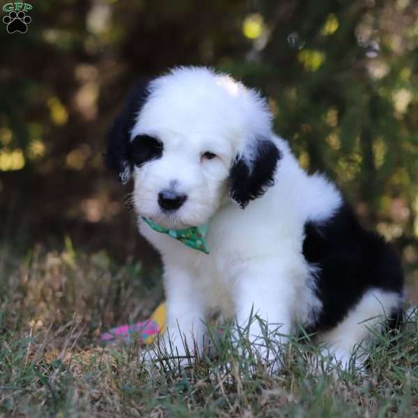 Clark, Sheepadoodle Puppy