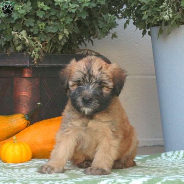 Cleo, Soft Coated Wheaten Terrier Puppy