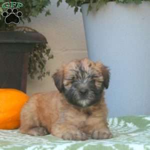 Cleo, Soft Coated Wheaten Terrier Puppy