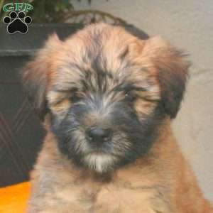 Cleo, Soft Coated Wheaten Terrier Puppy