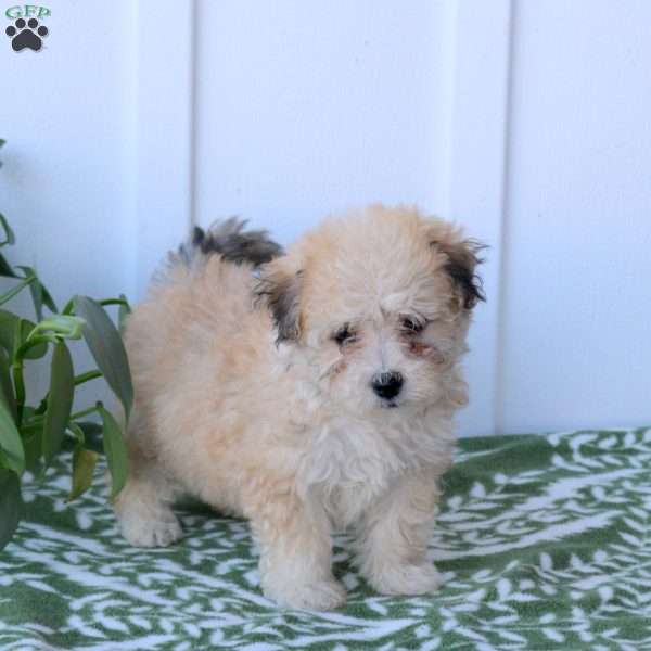 Clover, Havanese Puppy