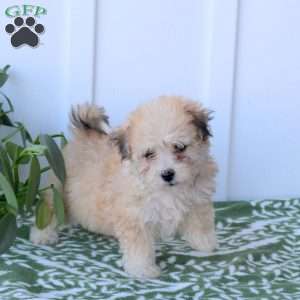 Clover, Havanese Puppy