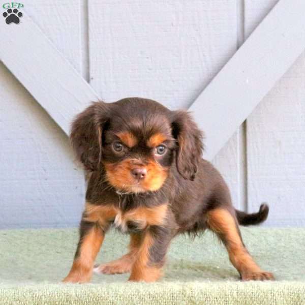 Coco, Cavalier King Charles Spaniel Puppy