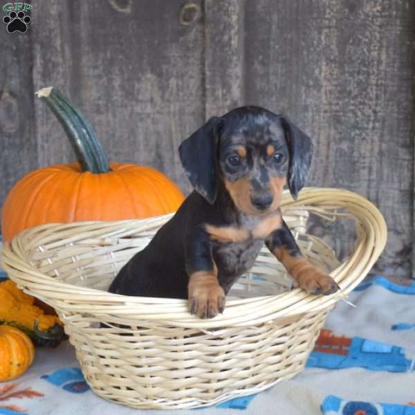 Cocoa, Dachshund Puppy