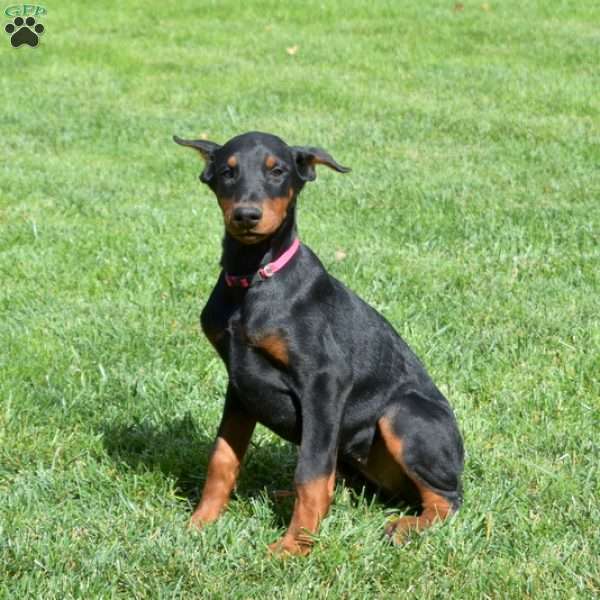 Cocoa, Doberman Pinscher Puppy