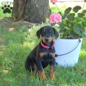 Cocoa, Doberman Pinscher Puppy