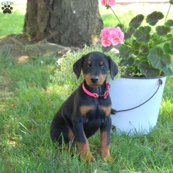 Cocoa, Doberman Pinscher Puppy