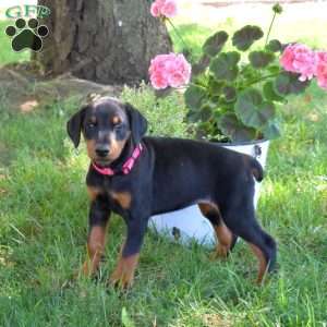 Cocoa, Doberman Pinscher Puppy