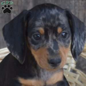 Cocoa, Dachshund Puppy