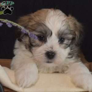 Cocoa, Teddy Bear Puppy