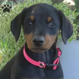 Cocoa, Doberman Pinscher Puppy
