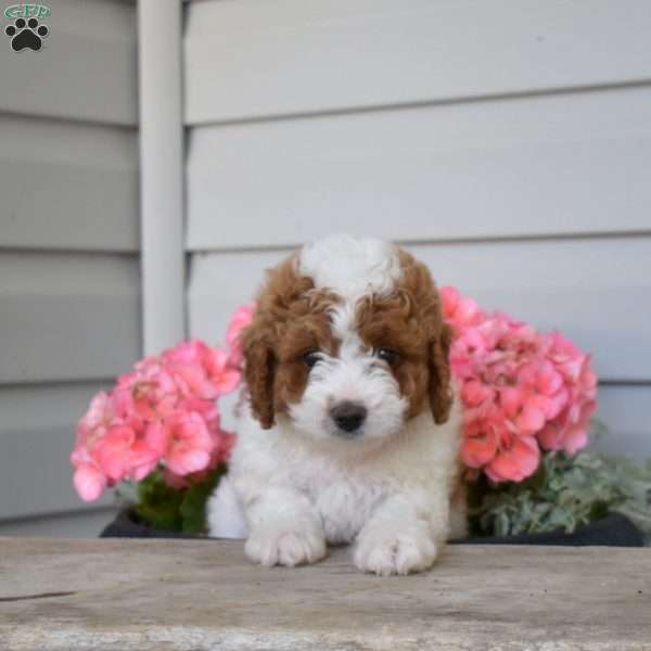 Cody, Cavapoo Puppy