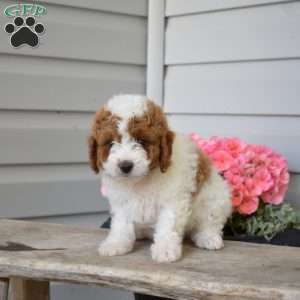 Cody, Cavapoo Puppy