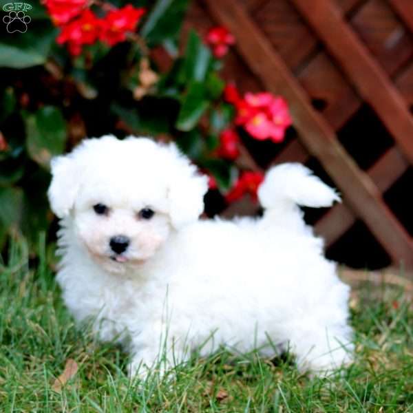Cody, Bichon Frise Puppy