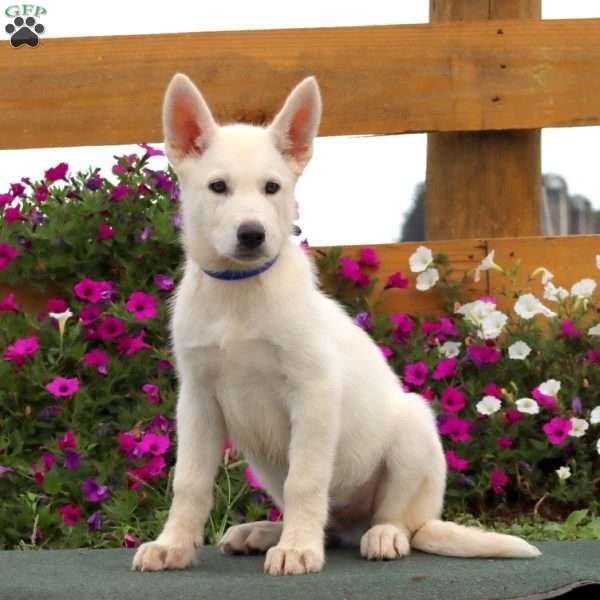 Kody, German Shepherd Mix Puppy