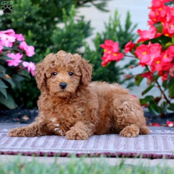 Cody, Miniature Poodle Puppy