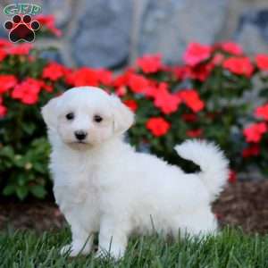 Cody, Maltese Puppy