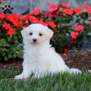Cody, Maltese Puppy